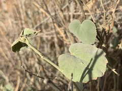 Abutilon palmeri