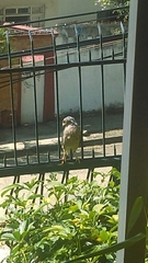 Rupornis magnirostris