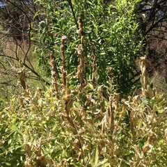 Stillingia zelayensis