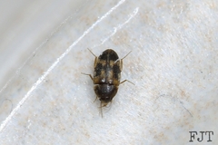 Mycetophagidae