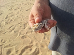 Phrynocephalus arabicus