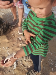 Phrynocephalus arabicus