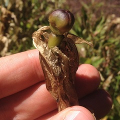 Stillingia zelayensis