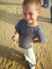 Phrynocephalus arabicus