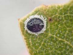 Tetraleurodes perileuca