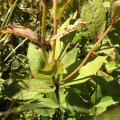 Stillingia zelayensis