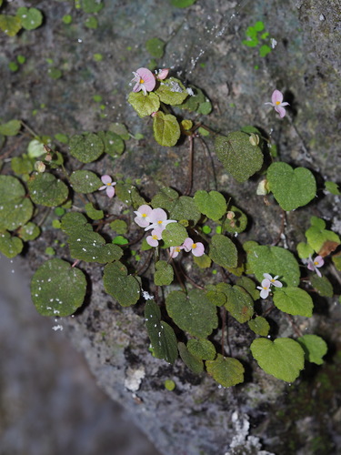 Begonia peii