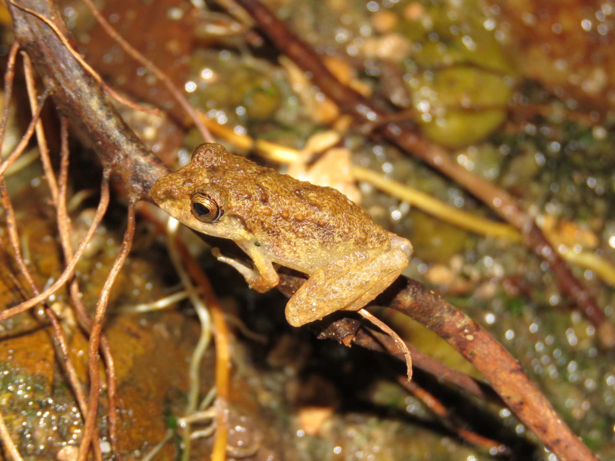 Pristimantis medemi (Lynch, 1994)