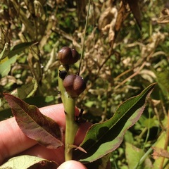 Stillingia zelayensis