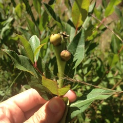 Stillingia zelayensis