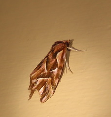 Clytoscopa iorrhoda