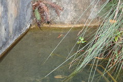 Anax aurantiacus