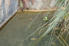 Anax aurantiacus