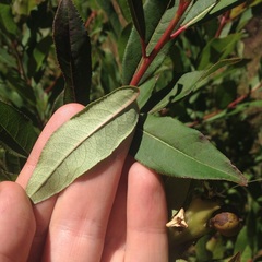 Stillingia zelayensis