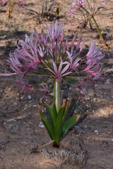 Nerine laticoma