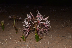 Nerine laticoma