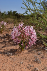 Nerine laticoma