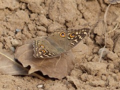 Junonia lemonias