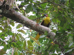 Psarocolius bifasciatus