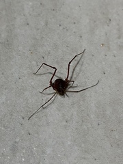 Krateromaspis dilatata