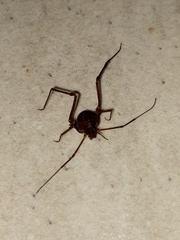 Krateromaspis dilatata