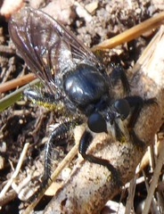 Andrenosomatini