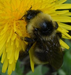 Bombus ashtoni