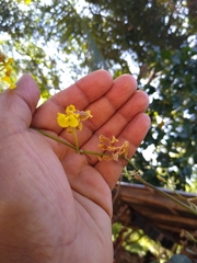 Oncidium leleui
