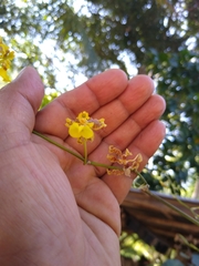 Oncidium leleui