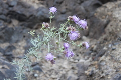 Centaurea aeolica aeolica