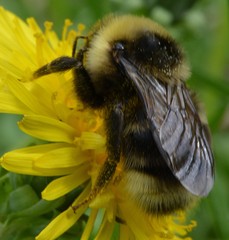 Bombus ashtoni