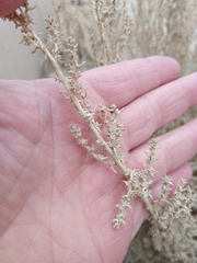Halogeton glomeratus