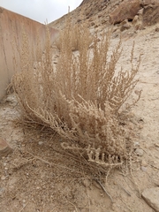 Halogeton glomeratus
