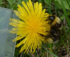 Bombus ashtoni