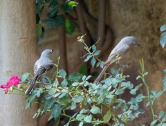 Pericrocotus cinnamomeus