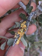Cerococcus quercus