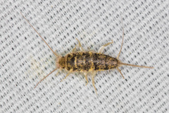 Thermobia domestica
