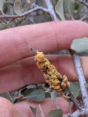 Cerococcus quercus
