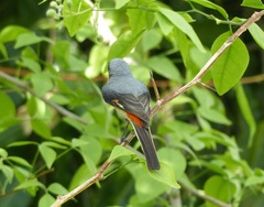 Pericrocotus cinnamomeus