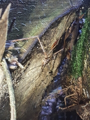 Pachyrhamma acanthocerum