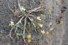 Cladanthus mixtus