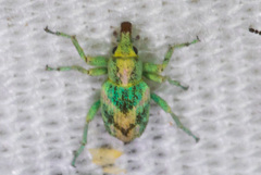 Coniatus splendidulus