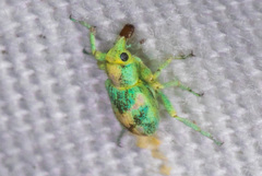 Coniatus splendidulus