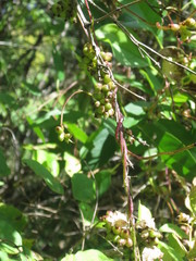 Cuscuta japonica