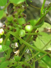 Cuscuta japonica