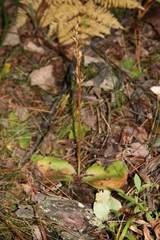 Platanthera hookeri