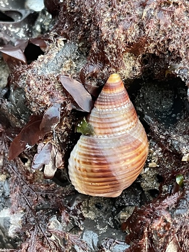 Channeled Basket Snail