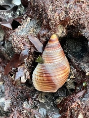 Nassarius fossatus
