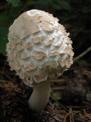 Šiurkščioji žvynoklė