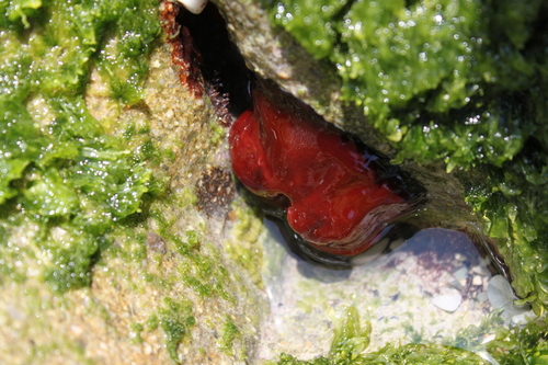 Mediterranean Beadlet Anemone (Actinia mediterranea)